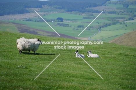 Scottish Blackface ewes and Scotch Mule lambs