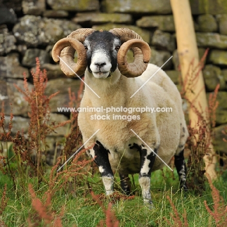 ram with magnificent horns with wall and grass