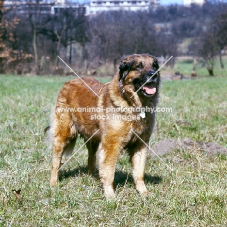 ger ch elfie von muhlengrund, leonberger,