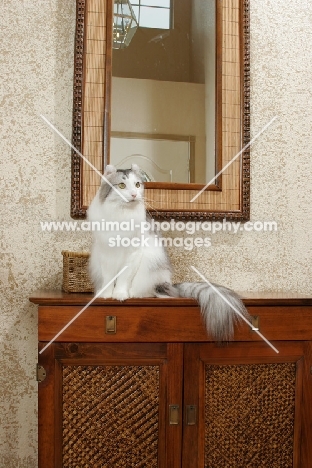 American Curl sitting on chest