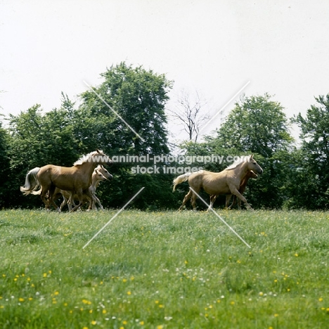 palomino mares with three foals cantering in field
