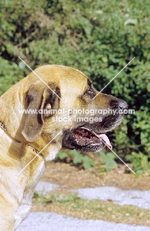 Belgian Mastiff profile