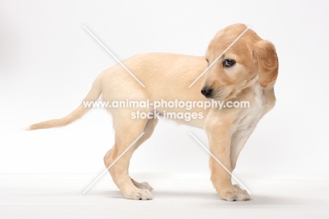 Saluki puppy