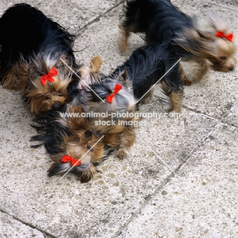 four yorkies playing