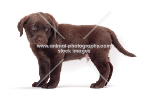 chocolate Labrador Retriever puppy, standing on white background