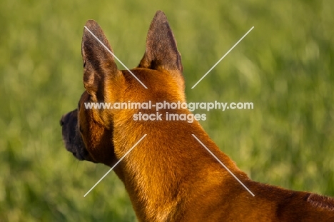 alert Thailand Ridgeback back view