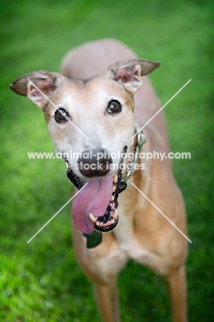 greyhound standing in grass