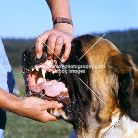 inspecting the teeth of a st bernard