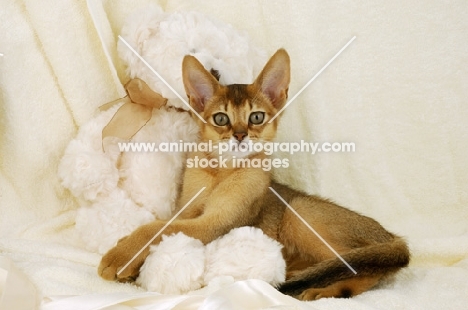 ruddy young abyssinian with cuddly toy 