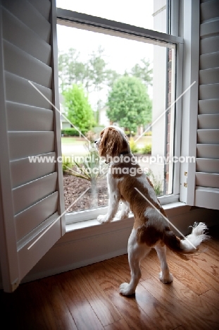 Cavalier King Charles Spaniel looking out of window