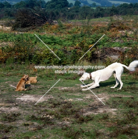 saluki geldara amrita and chalkyfield  norfolk terriers  playing 