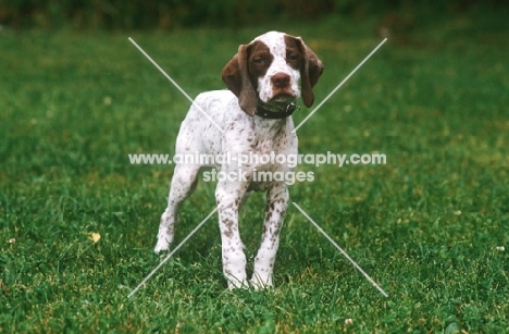 Braque Bourbonnais puppy