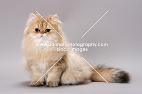 Chinchilla Golden Persian, sitting on grey background