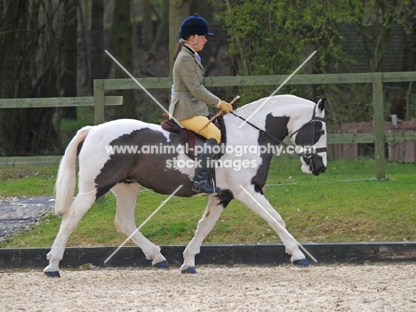 woman riding a Cob