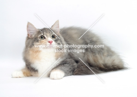 Blue Mackerel Torbie & White Norwegian Forest cat, lying down