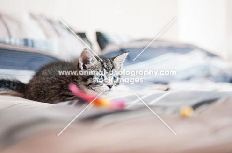 non pedigree kitten on bed