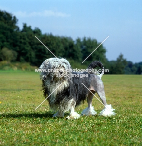 lowchen standing on grass