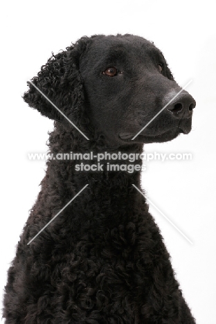 Curly Coated Retriever on white background