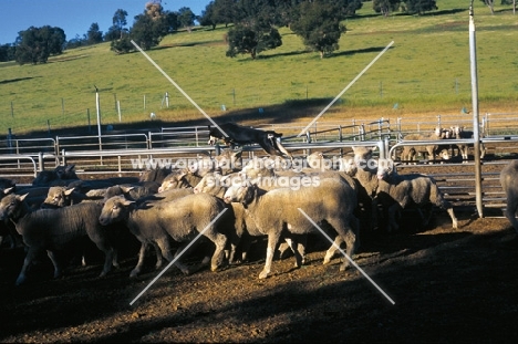 Australian Kelpie jumping over sheep