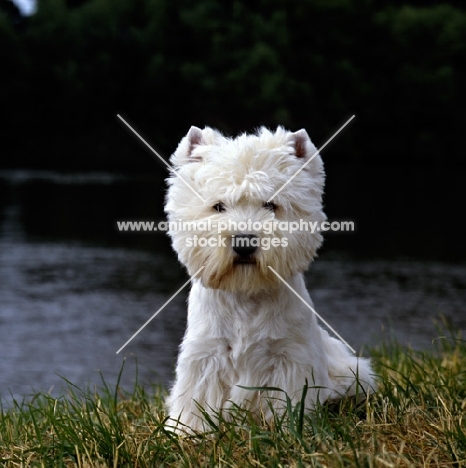 west highland white terrier, champion olac moon pilot, best in show crufts 1990, sitting by river thames