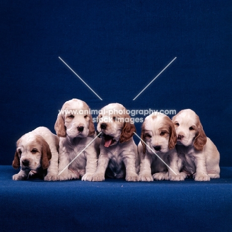 five english cocker spaniel puppies from craigleith sitting indoors, one yawning, 