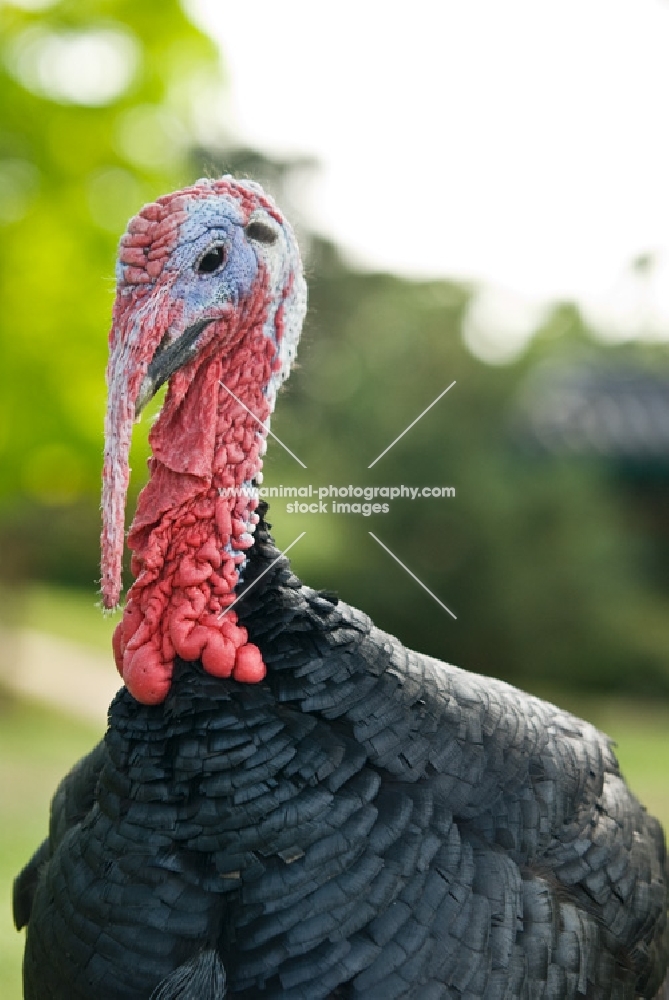 turkey in france