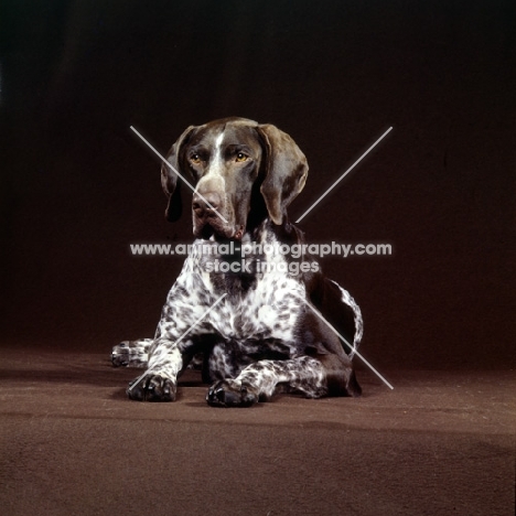 german shorthaired pointer in the studio