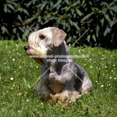 fileena kirke, cesky terrier in czech republic