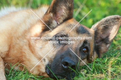 German Shepherd Dog (Alsatian)