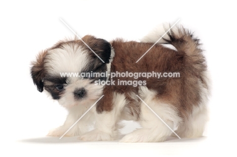 chocolate and white Shih Tzu puppy