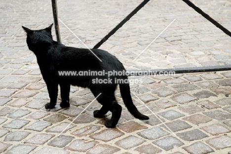 black cat in a cobbled street