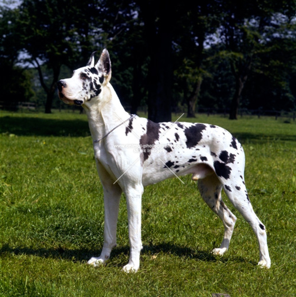 great dane with cropped ears standing on grass