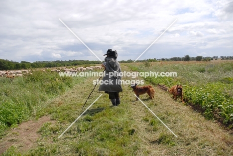 Altdeutscher Huetehund with shepherd running the border