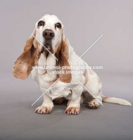 Basset Hound on grey background