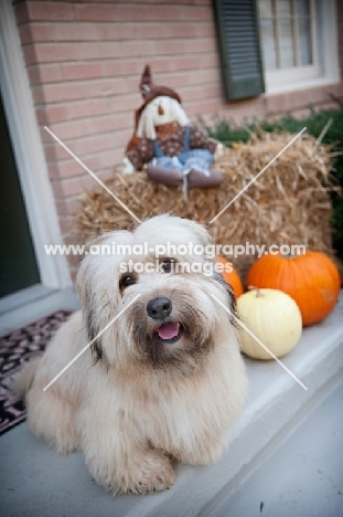 terrier mix smiling