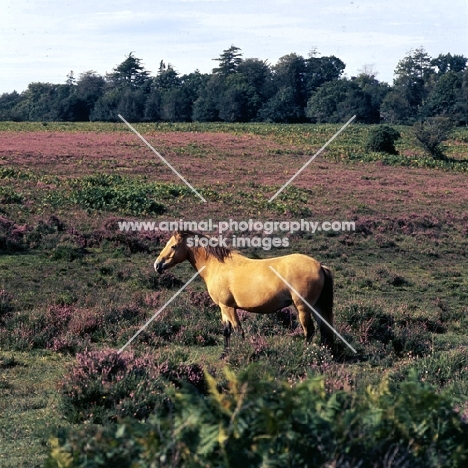 new forest pony mare standing in heather field in the new forest