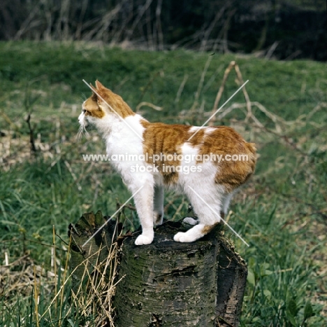 manx cat standing on a log