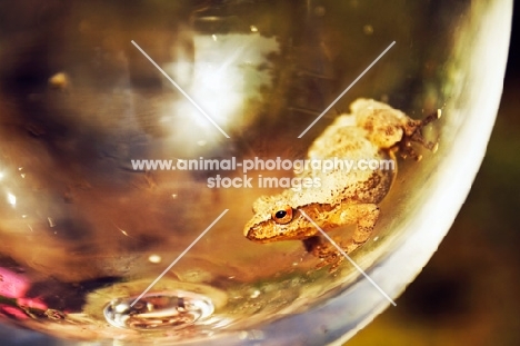 Spring Peeper in glass