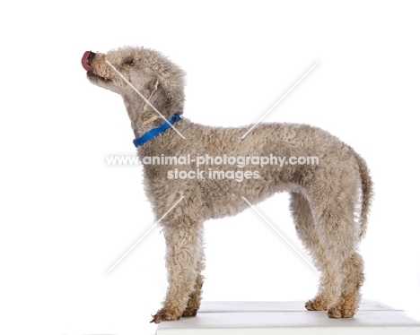 Bedlington Terrier, side view