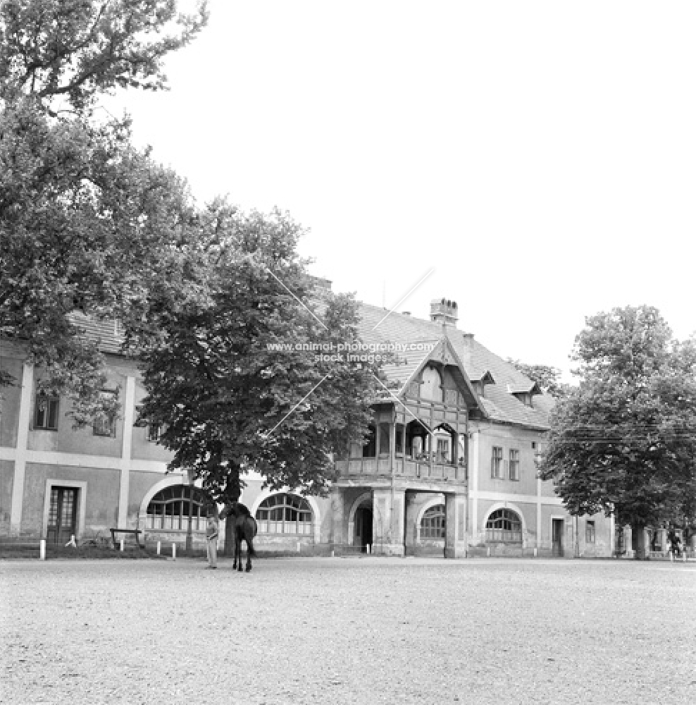 mezohegyes stud hungary, breeding place of nonius