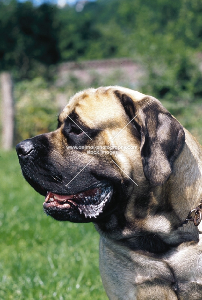 mastiff profile