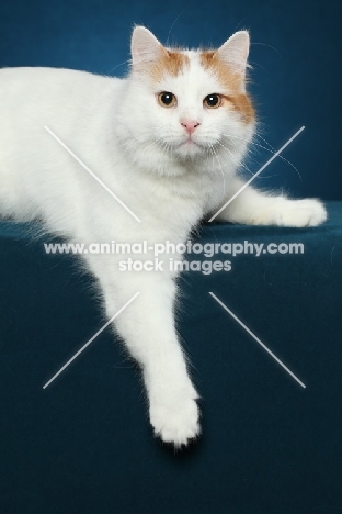 Turkish Van resting on blue background