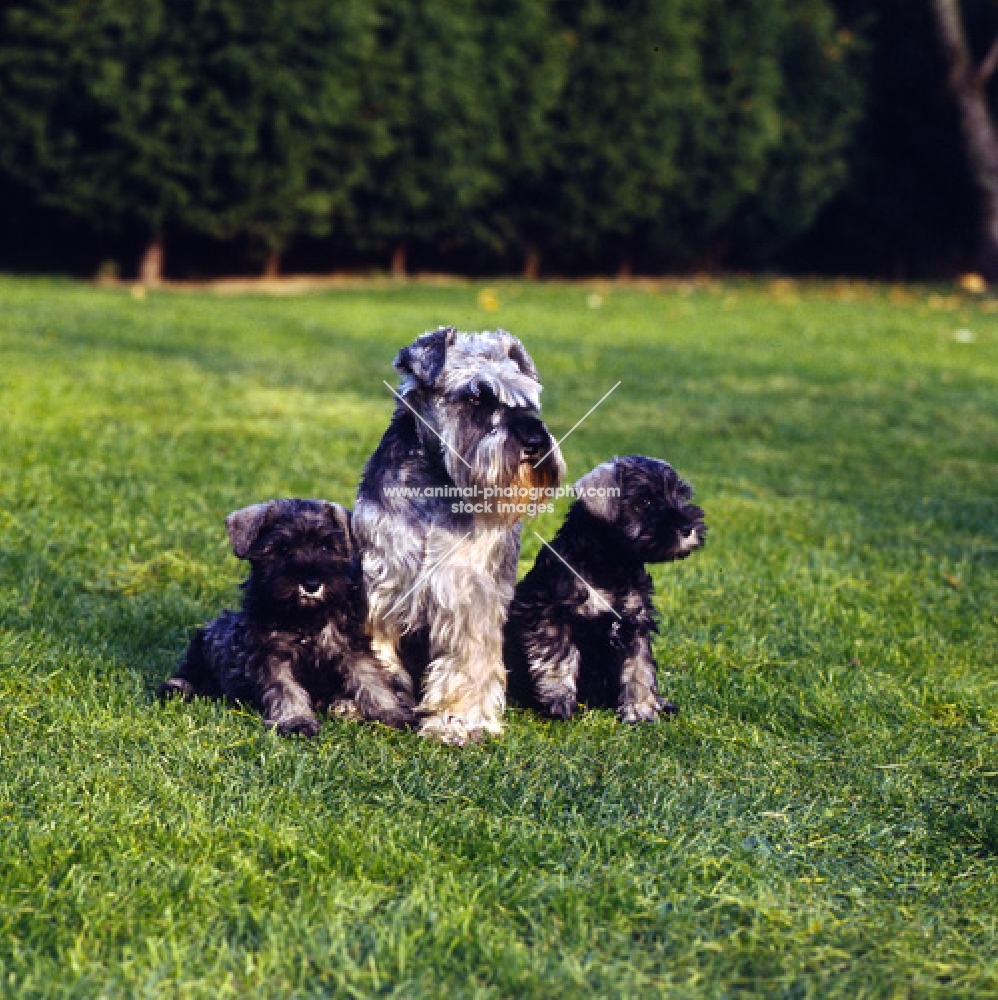 miniature schnauzer with two puppies