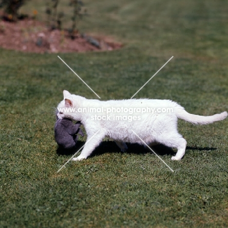 white cat carrying blue kitten