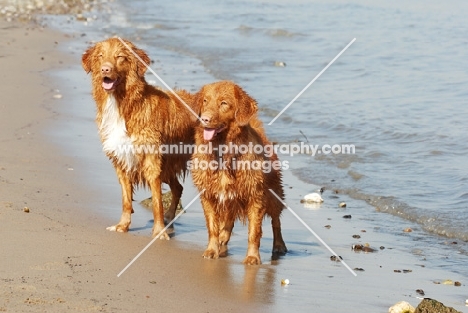 nova scotia duck tolling retriever near sea