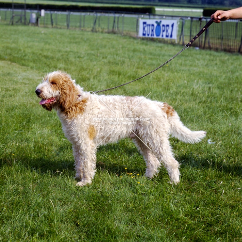 grand griffon vendeen standing, dingo or bagnus