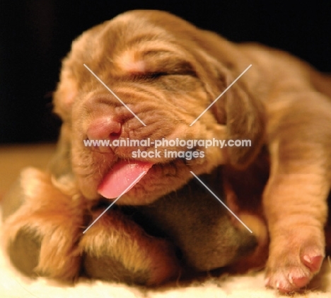 newborn Bloodhound puppy