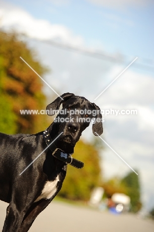 Great Dane looking at camera