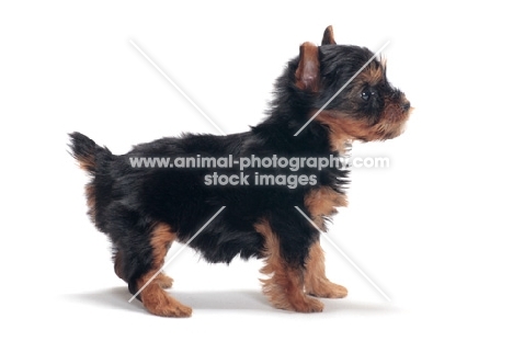 Yorkshire Terrier puppy posed on white background