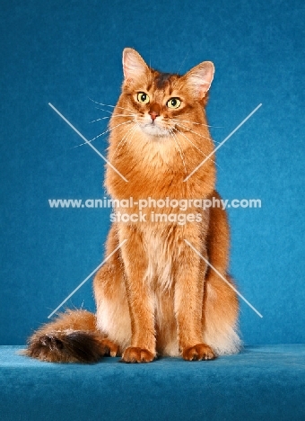 Somali cat sitting on bright blue background